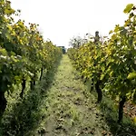 Tenuta Calitto Wine E *