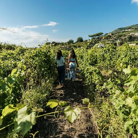 Tenuta Calitto Wine E Курортный комплекс *