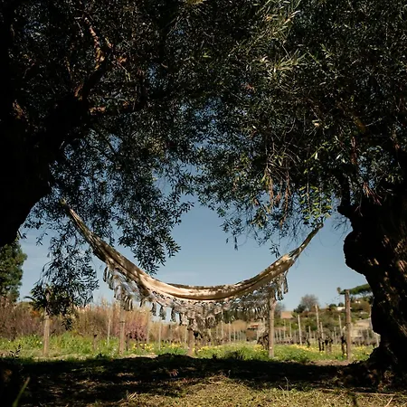 Tenuta Calitto Wine E