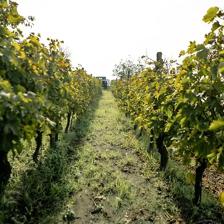 Tenuta Calitto Wine E *