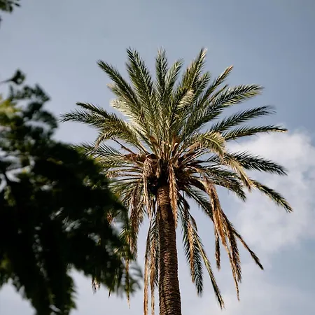 Tenuta Calitto Wine E *