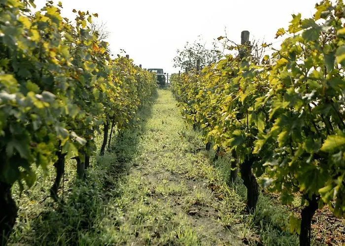 Tenuta Calitto Wine E *