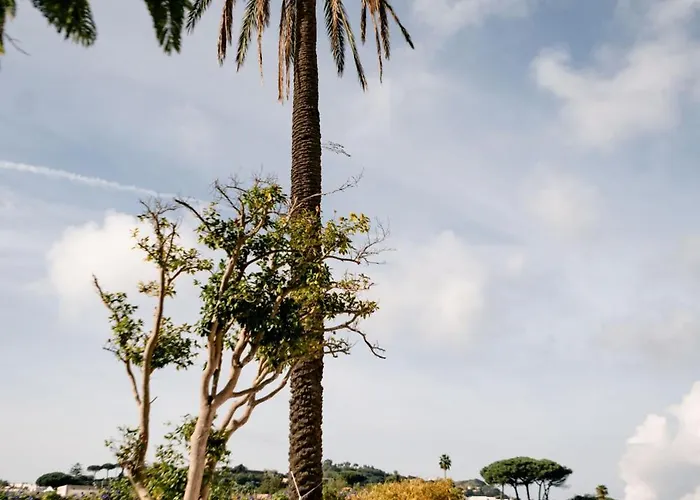 Tenuta Calitto Wine E * Sant'Angelo (Isola d'Ischia)