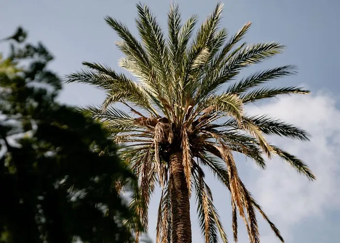 Tenuta Calitto Wine E *